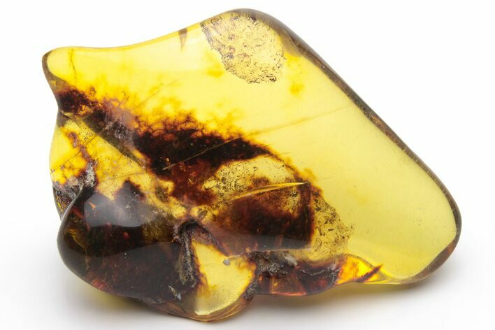 Polished Chiapas Amber ( grams) - Mexico #237438